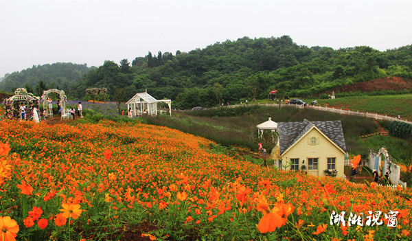 岳屏镇新星项目，引领地区发展的璀璨明珠