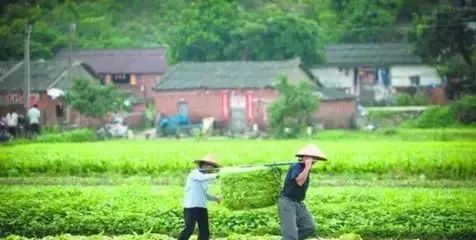 新澳门一码一肖一特一中水果爷爷,专业调查解析说明_高级款41.765