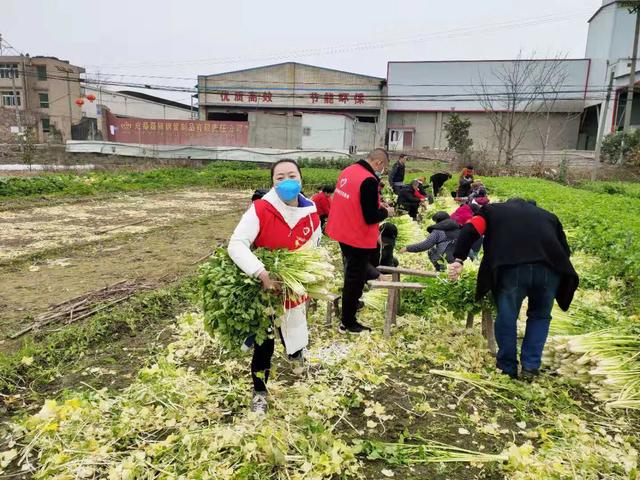 金堂镇村委会最新动态报道