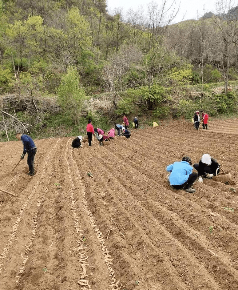 库车县农业农村局新项目推动农业现代化助力乡村振兴